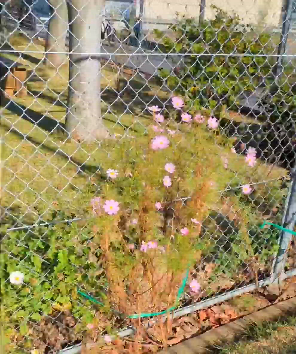 きょうのわんこ