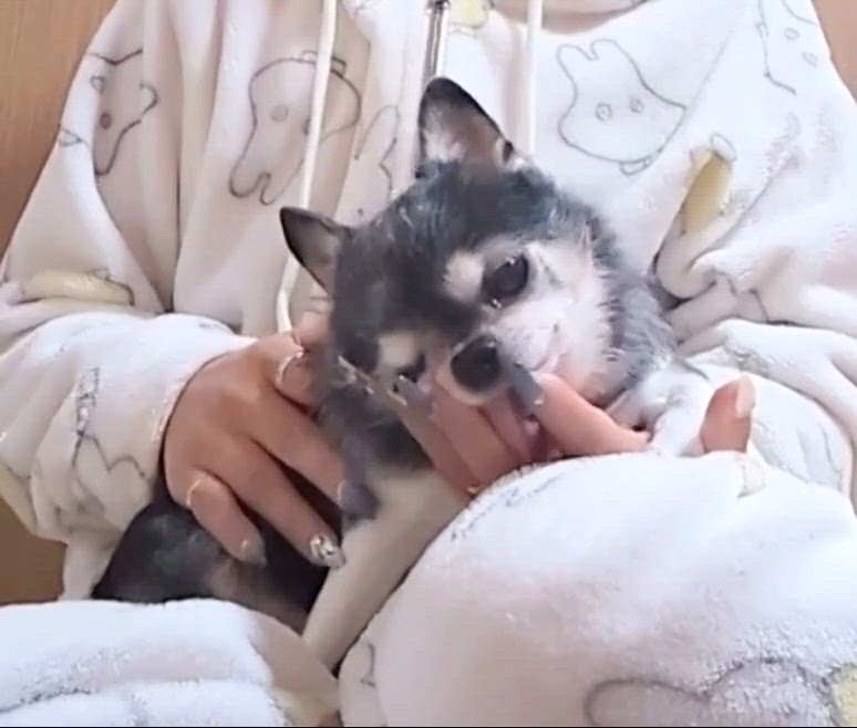 きょうのわんこ