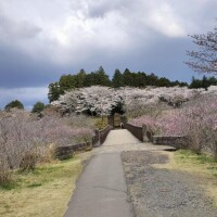 せいか