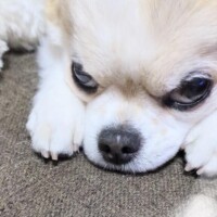 まお