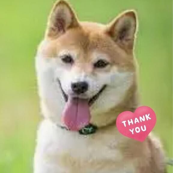 柴犬?チワワ