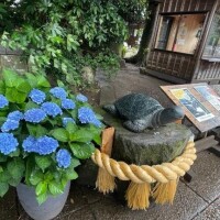 かえで
