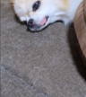 きょうのわんこ