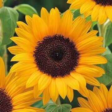 後3日後(｡･･｡)♡