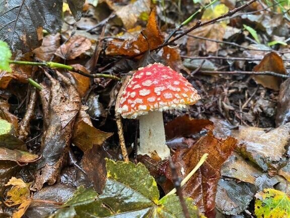 おやすみなさい(⁎ᴗ͈ˬᴗ͈⁎)⋆*✰