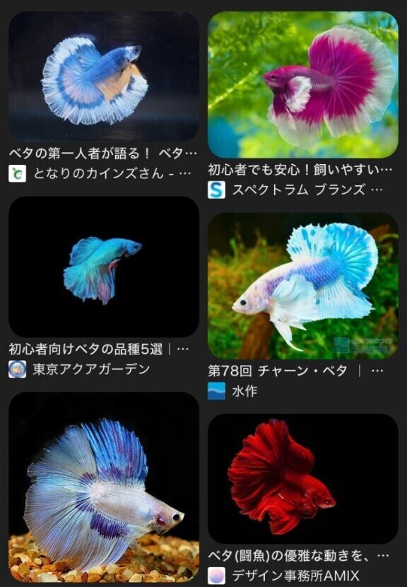 ベタちゃんに夢中