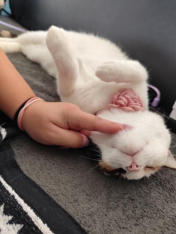 [お題]from:columbooさん