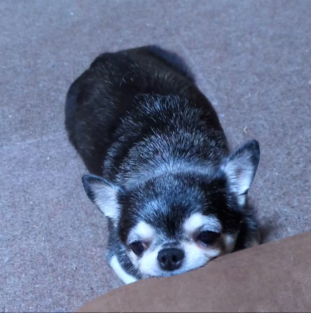 きょうのわんこ