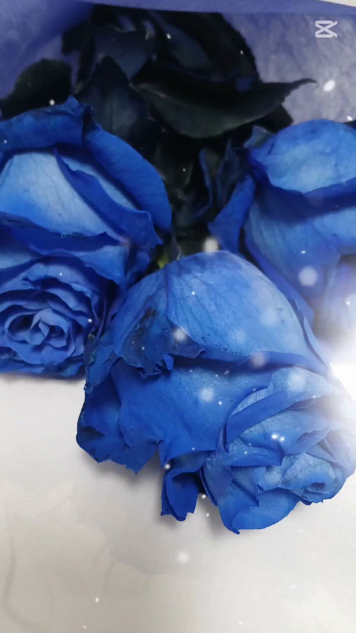 ガーター(о＾∇＾о)