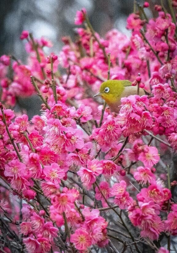 沢山のお誘い、