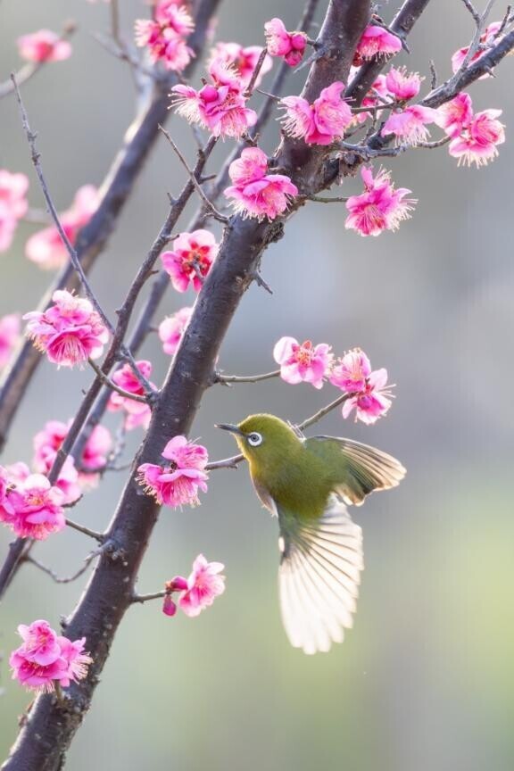 今日もお誘い有り難うございます