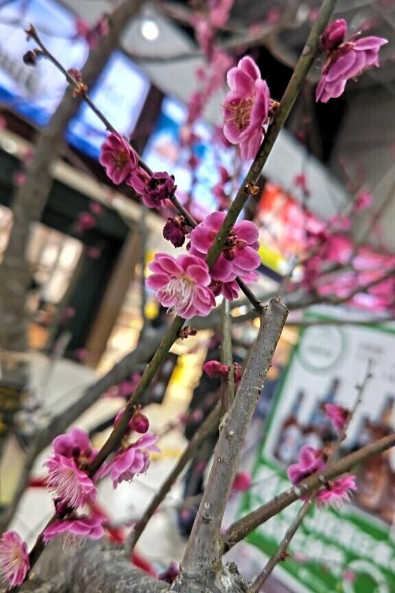 観れるといいなぁ♡