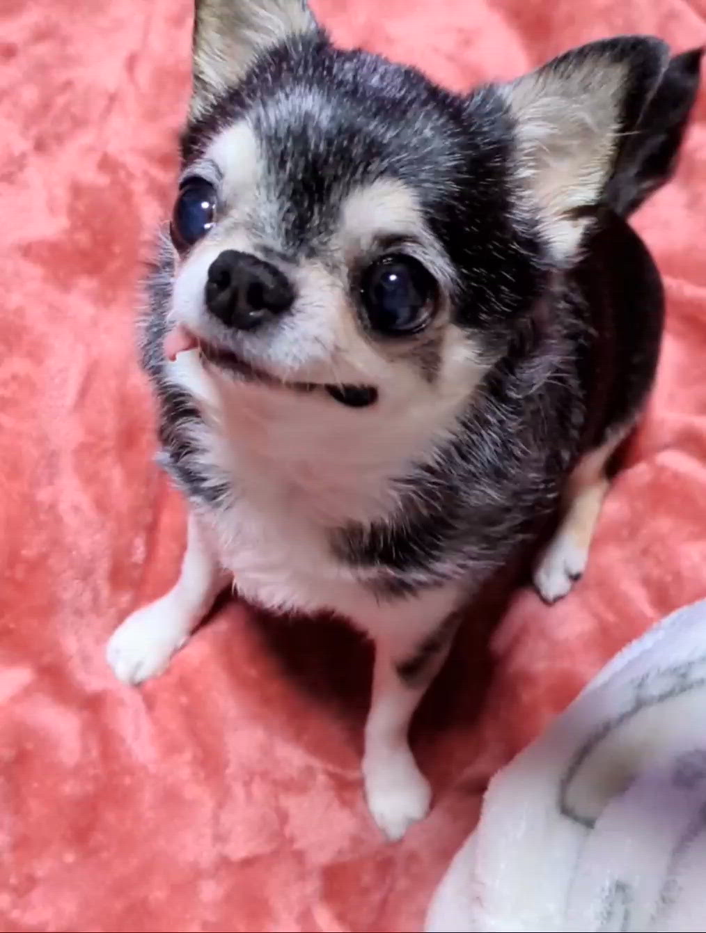 きょうのわんこ