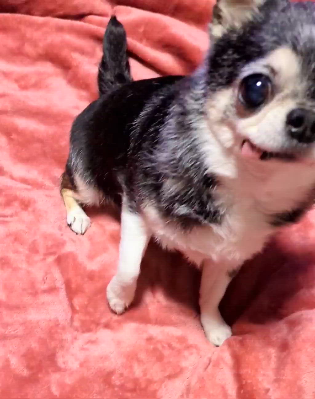 きょうのわんこ