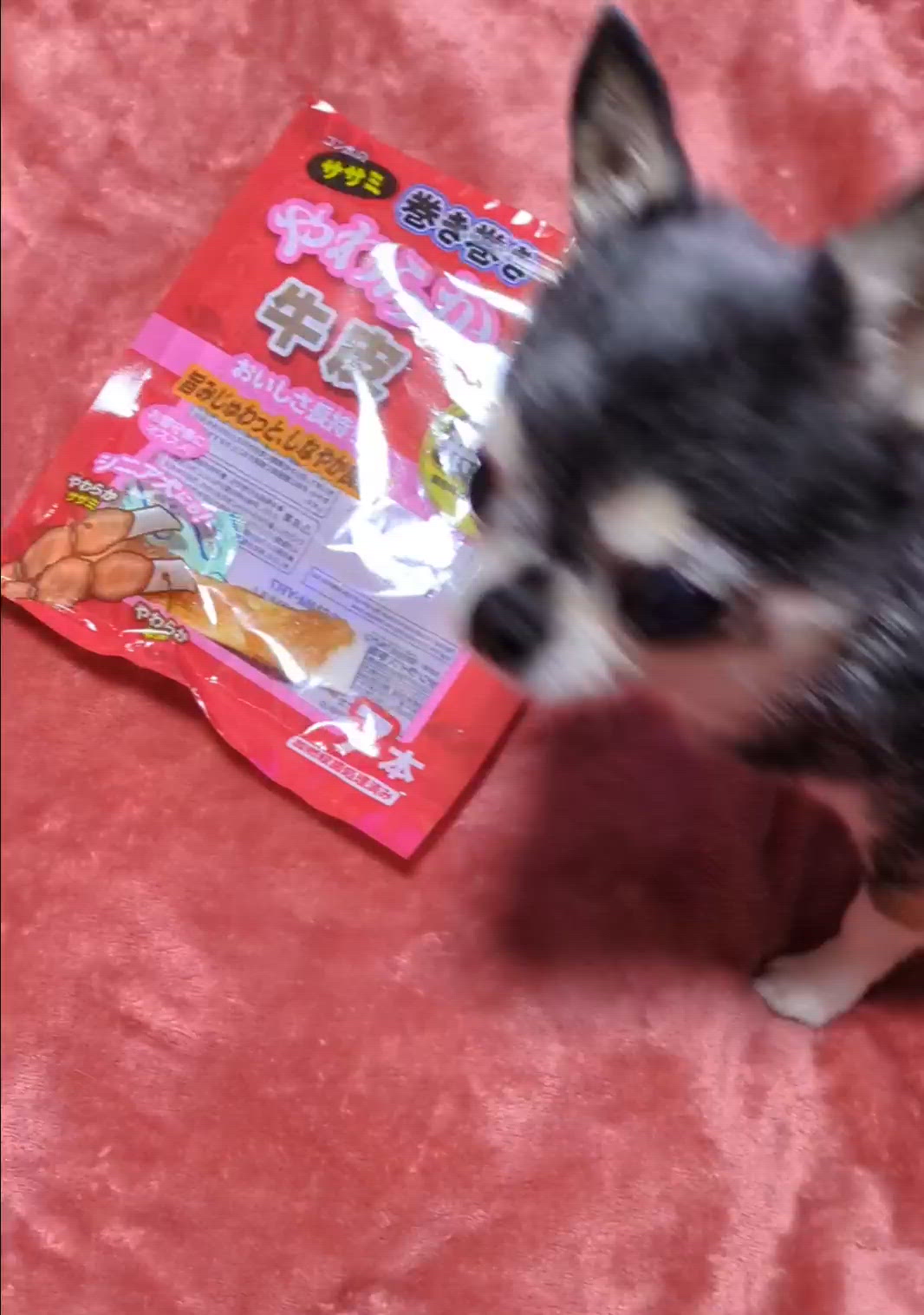 きょうのわんこ