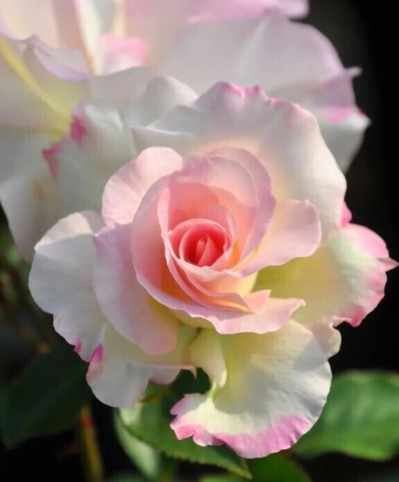 さ来週行きます