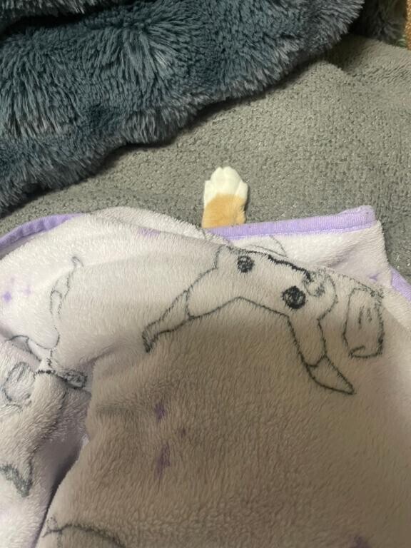 聞いて聞いてーꉂ𐤔