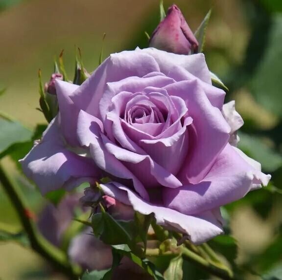 今日はおしゃべりが多いけど