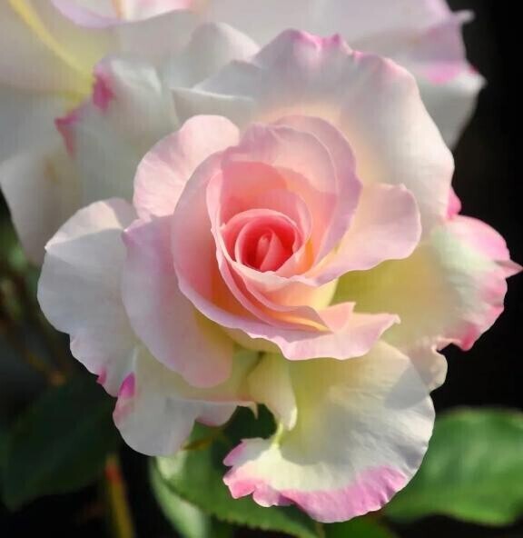 薔薇のアーチには