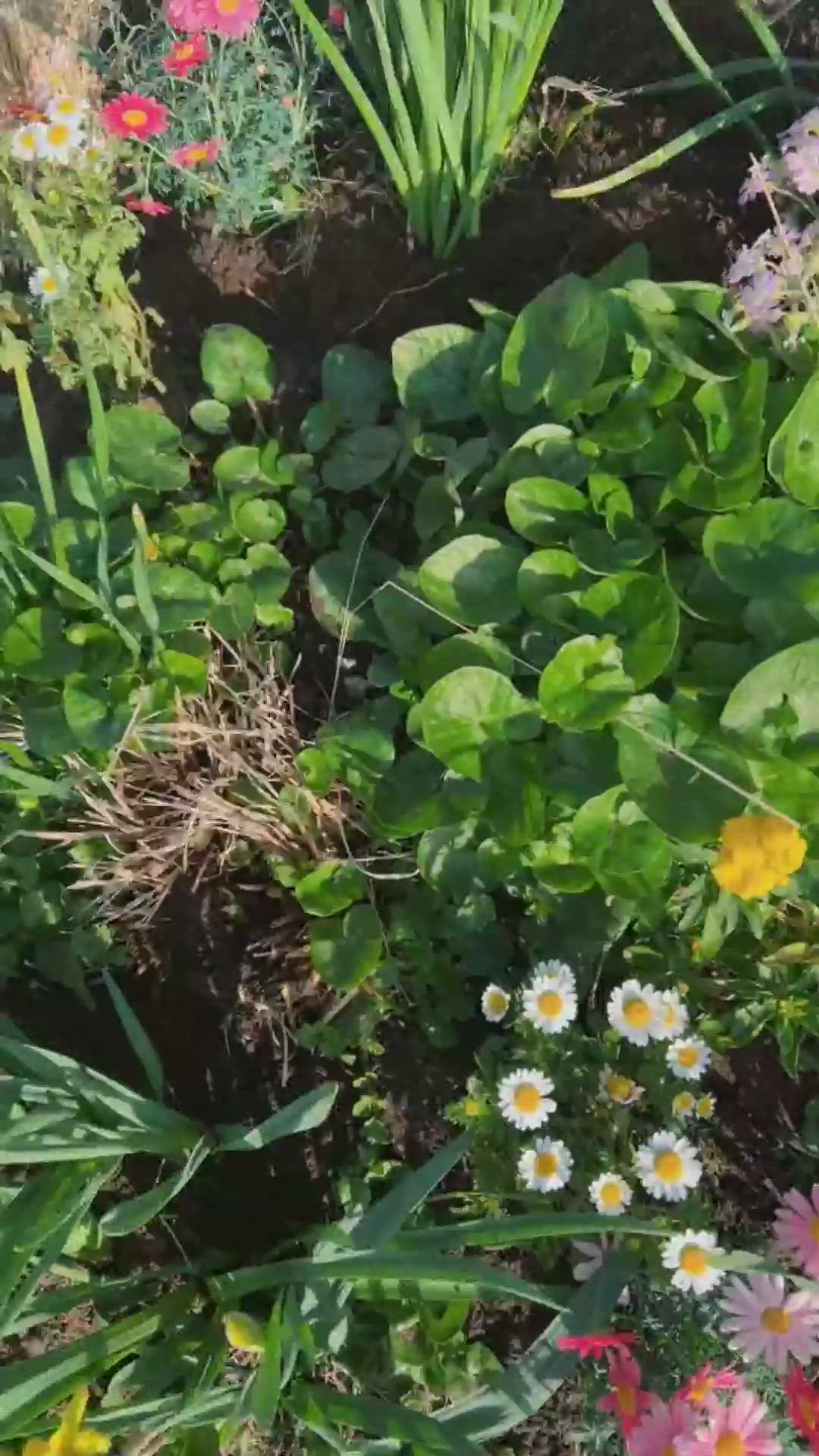 ほんと、ゆっくりっていい