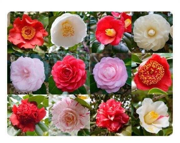 昨日はありがとう