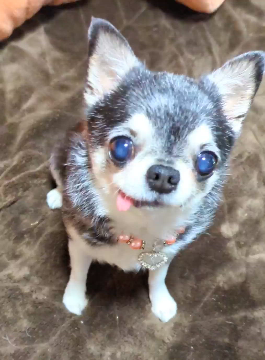 きょうのわんこ