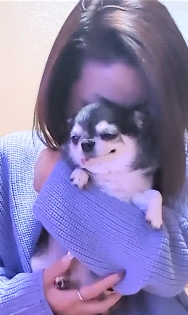 きょうのわんこ