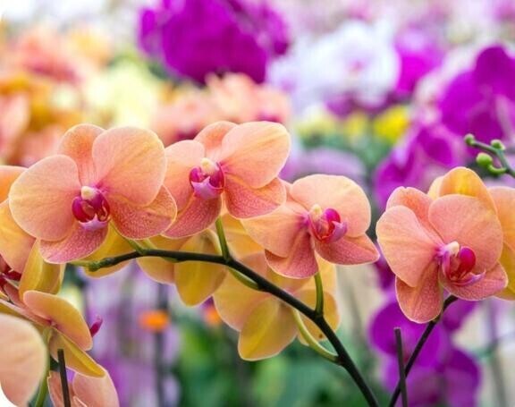 この間、あの大通りの花屋さんに行ったら