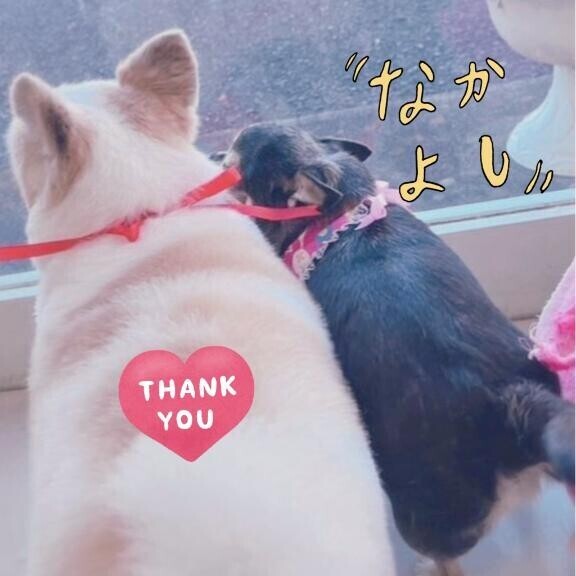 サスペンダーｶﾜ(・∀・)ｲｲ!!