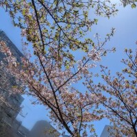 あこ