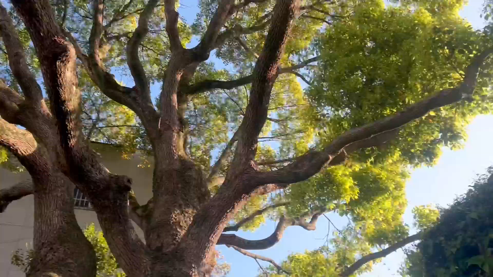 いつも食べてるパスタを