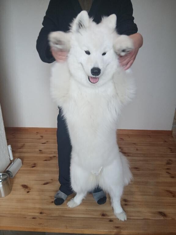 サモエド
