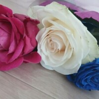 なぎさ