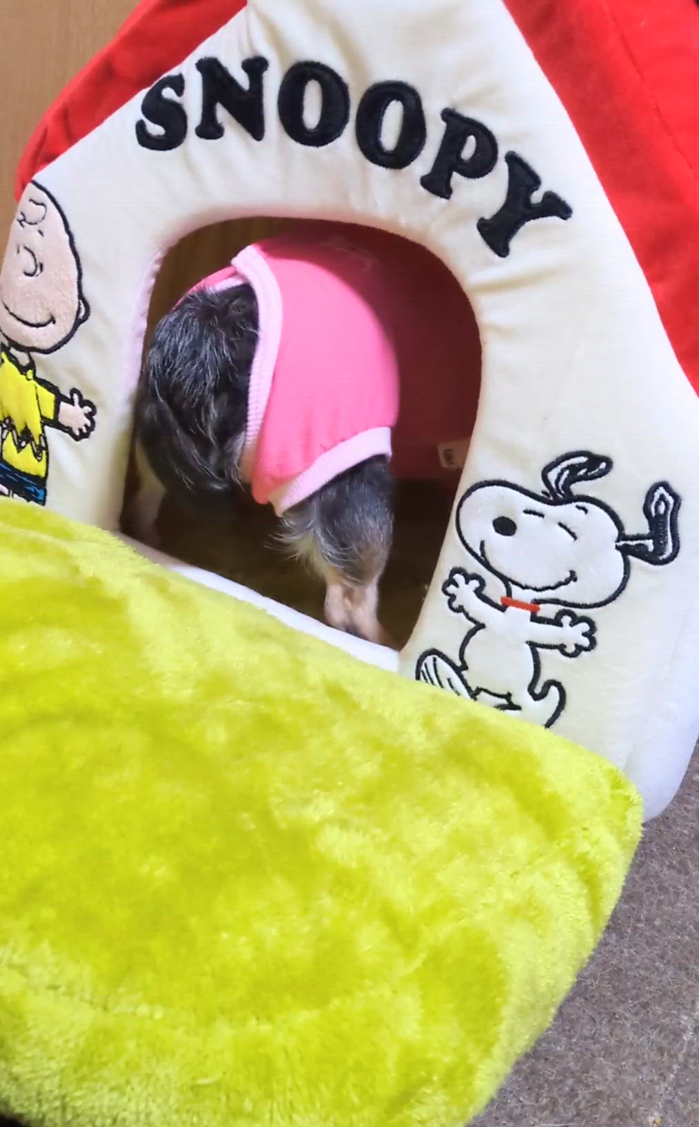 きょうのわんこ