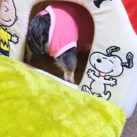 きょうのわんこ