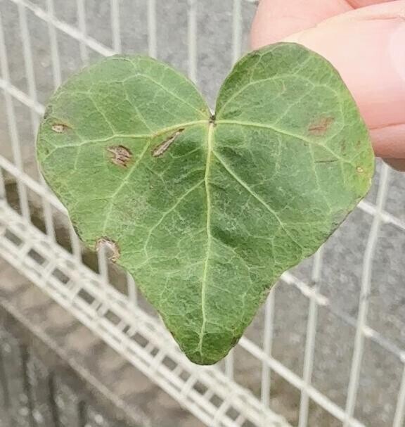 おっと！