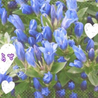 🌟お知らせ