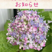 藤原ゆり