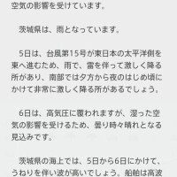 桔梗（ききょう）しおり
