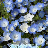 氷川ゆきの