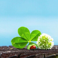 🍀*゜