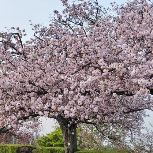 遅めのお花見🌸