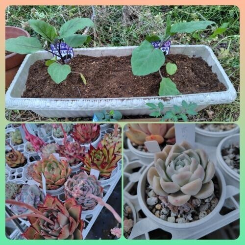 GW初日は……🌱