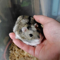 しらは