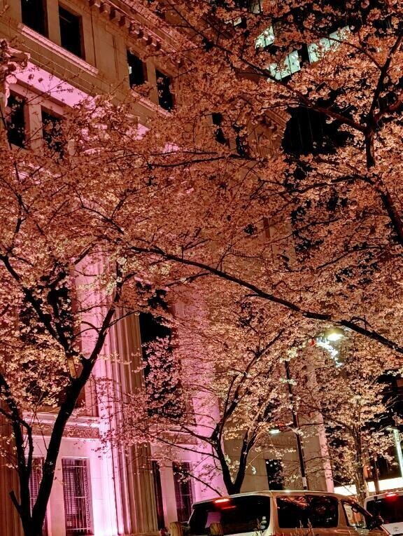 桜🌸