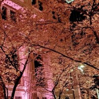 桜🌸