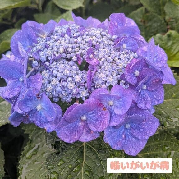 今週はおやすみ