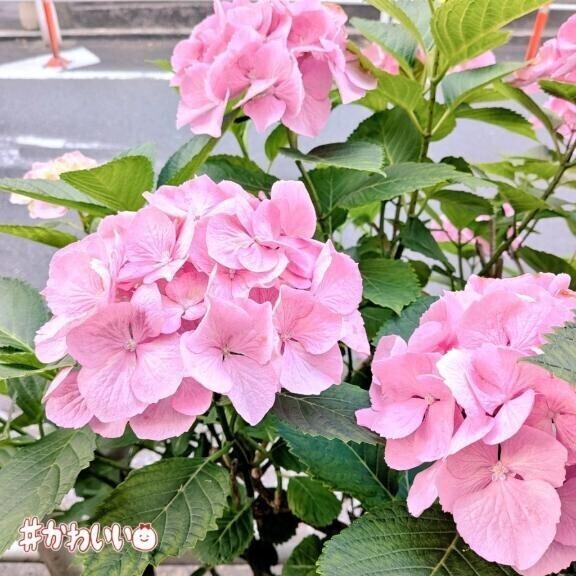 明日出勤します！