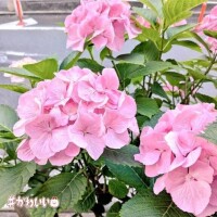 辻倉れいこ