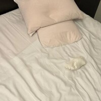 新谷あきら